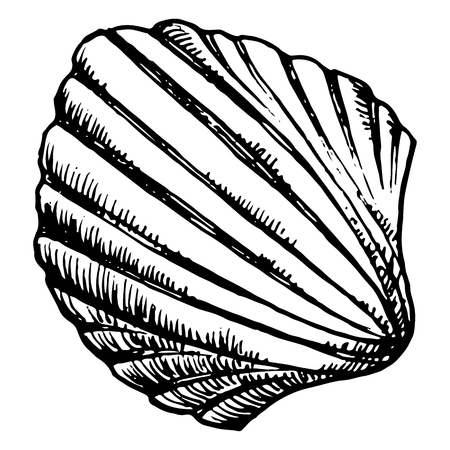 Monochrome sea shell sketched line art vector.のイラスト素材