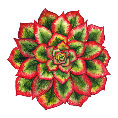 Watercolor succulent cactus flower plant hand drawn isolated.の写真素材