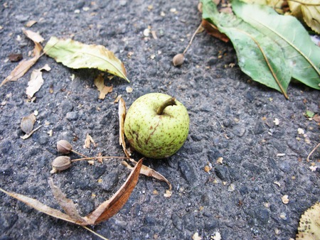 Little green apple fruit on the ground macro photo.の写真素材
