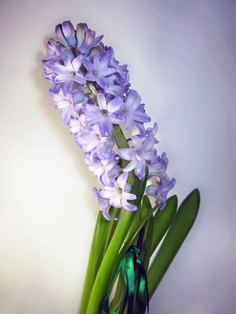 Purple violet hyacinth flower nature macro photo.の写真素材
