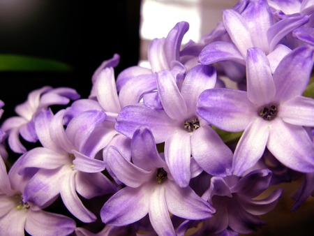 Purple violet hyacinth flower nature macro photo.の写真素材