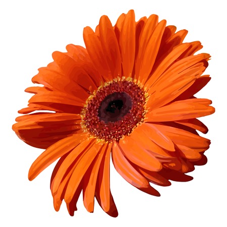 Orange gerbera blossom flower plant realistic isolated vector.のイラスト素材
