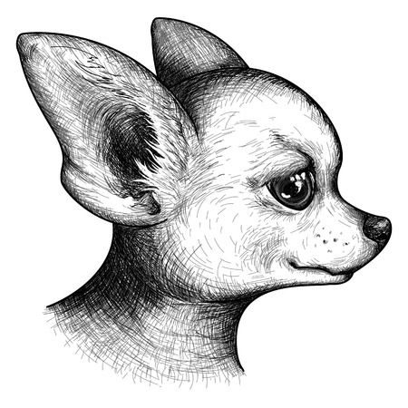 Monochrome portrait head chihuahua dog puppy pet animal sketch vector.のイラスト素材