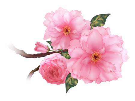 3D realistic pink cherry sakura flower bのイラスト素材