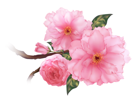 3D realistic pink cherry sakura flower b