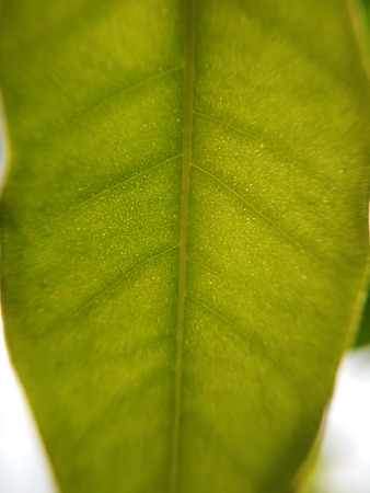 Green leaf plant flower blurred defocused background texture macro photo.
