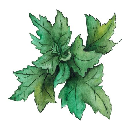 Watercolor green chrysanthemum leaf isolated clip art.の写真素材