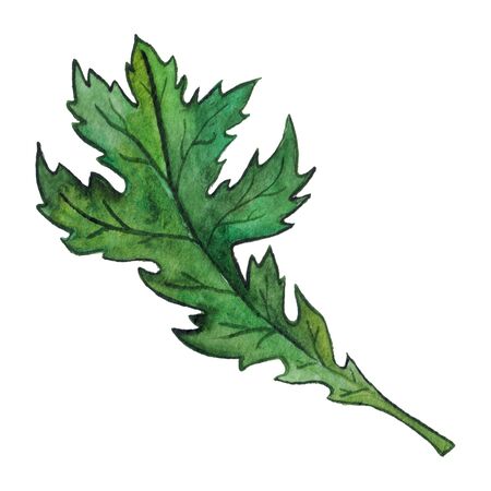Watercolor green chrysanthemum leaf isolated clip art.の写真素材