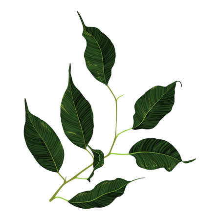 Green ficus rubber plant branch leaf vector art.のイラスト素材