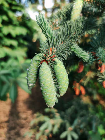Spring green young fir cones plant tree nature close up macro photo background.の写真素材