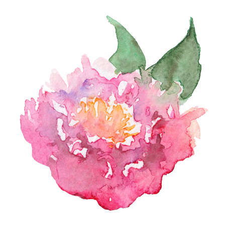 Watercolor hand drawn pink rose peony flower leaf isolated art.の写真素材