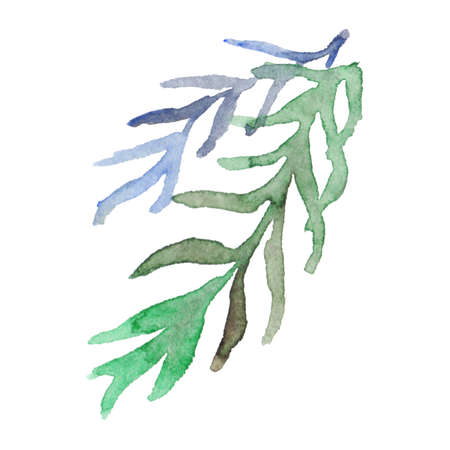 Watercolor hand drawn green branch leaf grass floral element isolated art.の写真素材