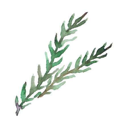 Watercolor hand drawn green branch leaf grass floral element isolated art.の写真素材