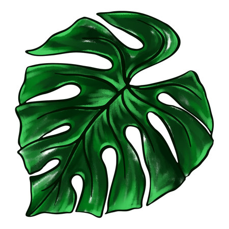 Green monstera leaf tropical plant watercolor ink line art hand drawn sketch isolated art.の写真素材
