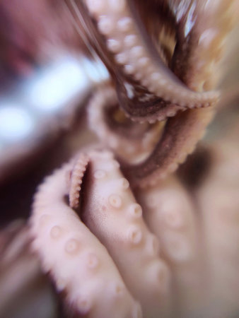 Delicacy octopus tentacle feeler seafood food animal macro photo.の写真素材