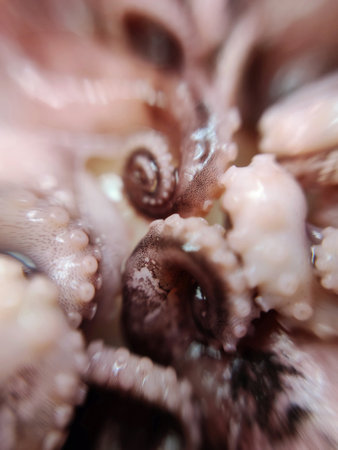 Delicacy octopus tentacle feeler seafood food animal macro photo.の写真素材