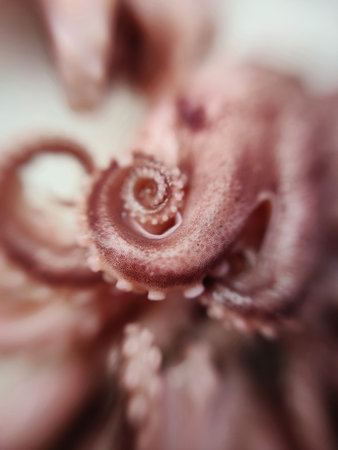 Delicacy octopus tentacle feeler seafood food animal macro photo.の写真素材