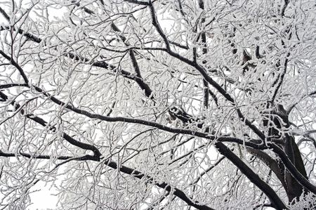 Shot of the wintry branches