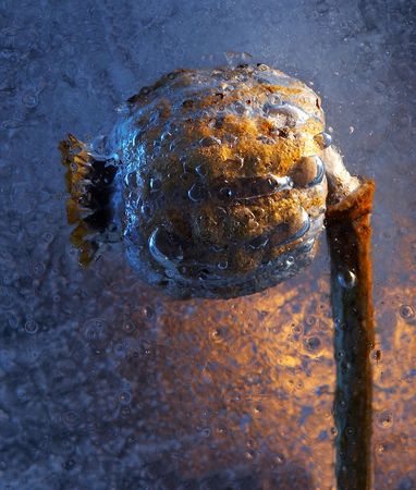 Detail of the frost-bound poppyの写真素材