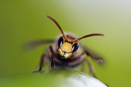 Close-up of a hornet