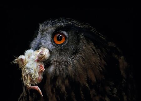 Detail of the eagle owl - small snackの写真素材