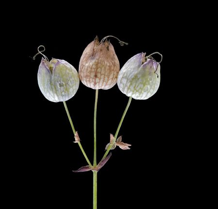 Detail of a bladder campion - three headsの写真素材