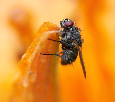 Detail (close-up) of the fly at the bloom