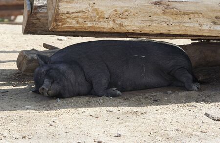 Shot of the sleeping pigの写真素材