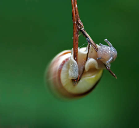Detail of the snail.Snail like pendulumの写真素材