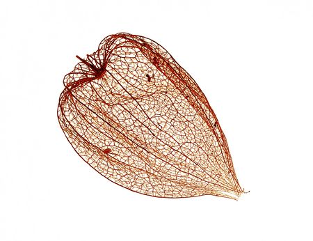 Detail (close-up) of the ground-cherryの写真素材