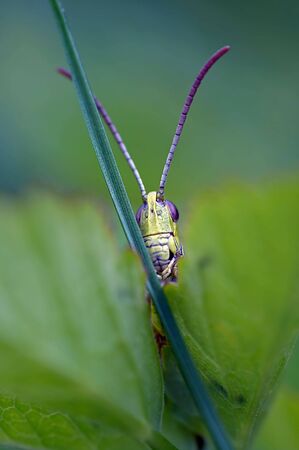 Grasshopper hidden behidn the blade of grass.の写真素材