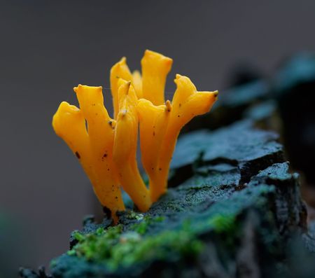 Detail of a green-staining coral mushroom