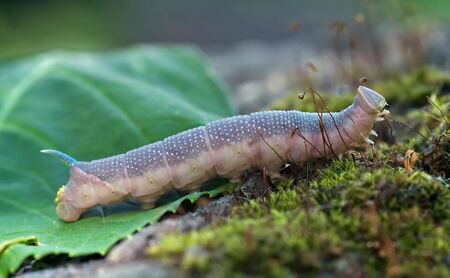 Detail (close-up) of a palmerの写真素材