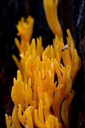 Detail of a green-staining coral mushroom with flyの写真素材