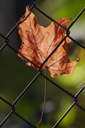Detail (close-up) of a leafの写真素材