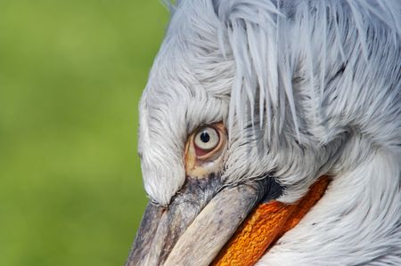 Dalmatian pelican - detail of the eyeの写真素材
