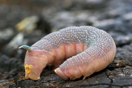 Detail (close-up) of a palmerの写真素材