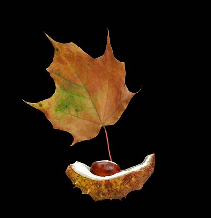 Autumn boat - detail of a chestnut and autumn leafの写真素材