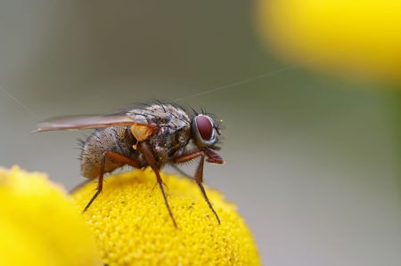 Close-up of the fly on the wild camomile