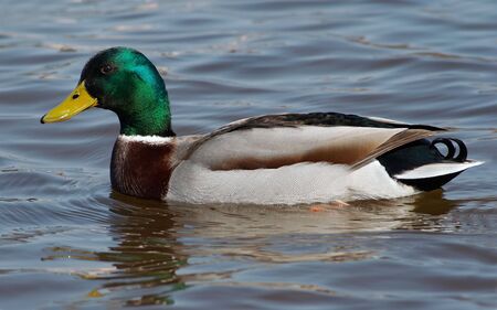 Shot of the wild duck