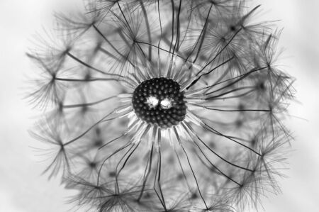 Detail (close-p) of a dandelion - bugabooの写真素材