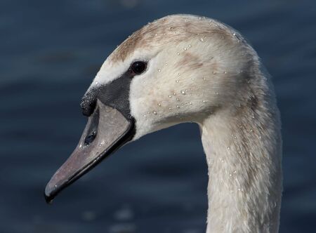 Detail of a swan headの写真素材