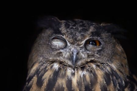 Shot of a head of eagle owlの写真素材