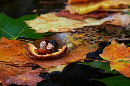 Autumn boat - detail of the autuom leaves and chestnutの写真素材