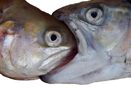 Abstract shot - detail (close up) of the fishes