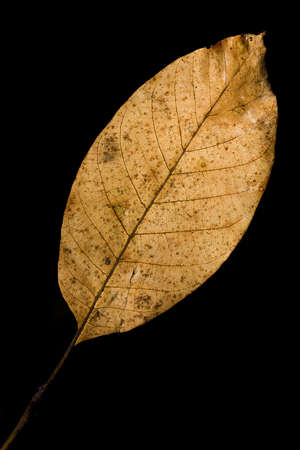 Detail (close-up) of the leaf with black background