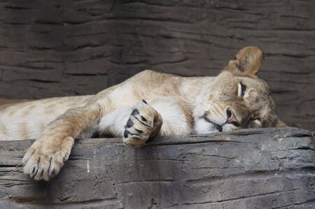 Shot of the sleeping lionessの写真素材