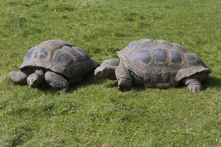 Shot of the pair giant tortoisesの写真素材