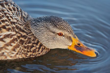 Shot of the wild duckの写真素材