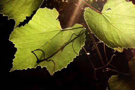 Detail of the leaves of the grapevine in the back lightingの写真素材